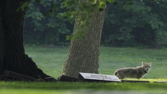 Neighborhoods see a larger disparity in wildlife in Chicago than other cities, study shows – MASHAHER