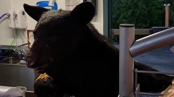 Bear euthanized after ‘causing minor injuries’ at Gatlinburg park concession stand – MASHAHER