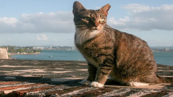 Feral cats have taken over Puerto Rico’s Old San Juan. But residents are rolling their eyes at a plan to remove them. – MASHAHER