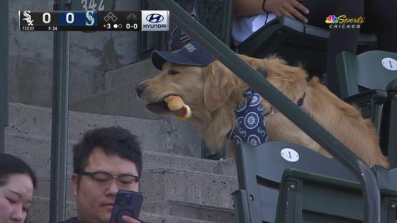 Glizzy-guzzling Golden Retriever goes viral at White Sox-Mariners game – MASHAHER