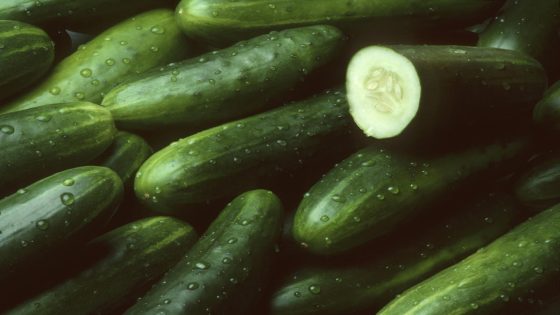 Cucumbers recalled in 14 states due to salmonella risk – MASHAHER