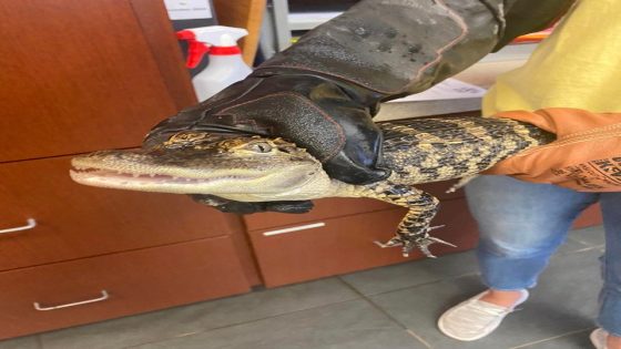 Alligator in Lubbock prompts online frenzy. Animal service explains exotic pet laws – MASHAHER