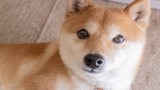 Should You Buy Shiba Inu While It’s Less Than a Penny? – MASHAHER