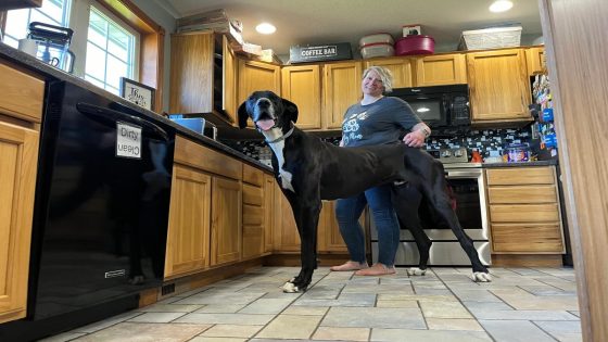 ‘Gentle giant’ named Kevin is now the world’s tallest dog – MASHAHER