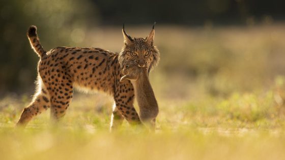 Iberian lynx rebounds from brink of extinction, hailed as the “greatest recovery of a cat species ever achieved” – MASHAHER