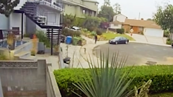 Family of coyotes prowling around Southern California neighborhood – MASHAHER