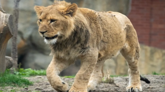 Lincoln Zoo in Chicago Heartbroken After 17-Month-Old Lion Had to Be Euthanized – MASHAHER