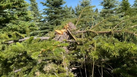 Hundreds of thousands of dollars in trees vandalized at family tree farm – MASHAHER