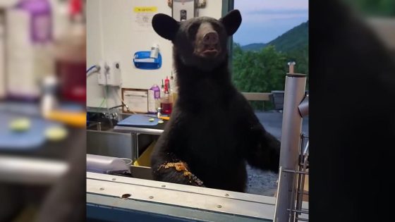 Black bear gets up close and personal at Gatlinburg theme park concession stand – MASHAHER