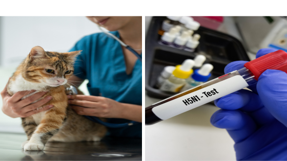 Bird flu outbreak spreads to mammals in 31 states. At least 21 cats infected. What to know – MASHAHER