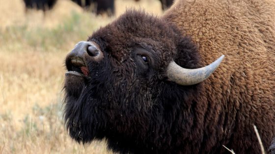 Yellowstone bison tears bumper off car effortlessly as driver tries to sneak past – MASHAHER