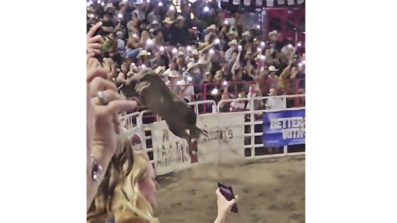 Bull hops fence at Oregon rodeo, injuring 3 – MASHAHER