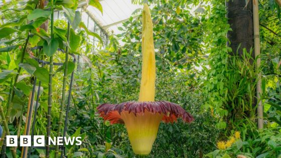 Kew’s foul-smelling plant blooms again – MASHAHER