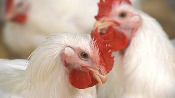 From chickens to foxes, here’s how bird flu is spreading across the US – MASHAHER