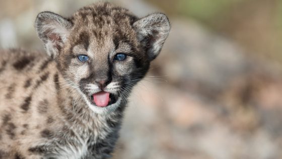 Oakland Zoo’s Rescued Lion Cubs Share Off Their Tiny but Ferocious Growls – MASHAHER