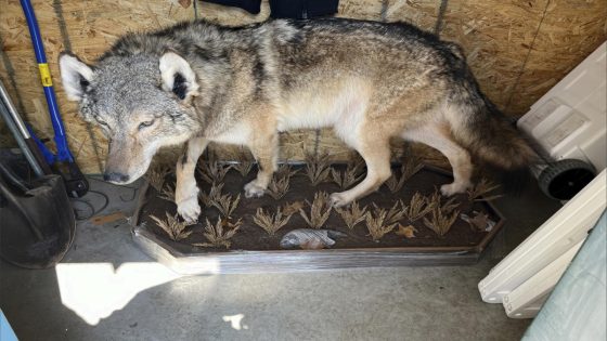 No charges in killing of gray wolf in southern Michigan. Experts stumped about how it got there. – MASHAHER