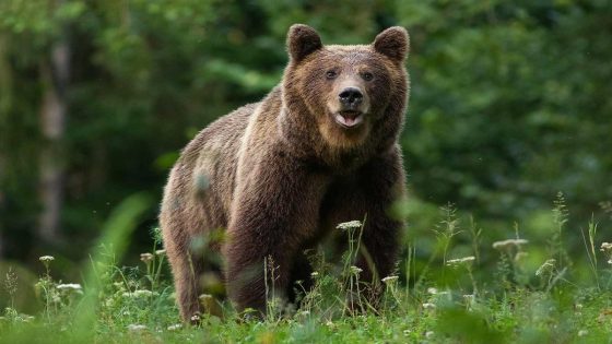 California Man Stunned After Bear Walks into Kitchen While He’s Doing Dishes: ‘Hello, Are You Nice?’ – MASHAHER