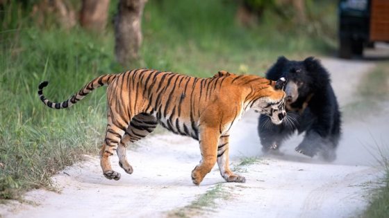 Watch 2 of nature’s heavyweights face off in the wild in India – MASHAHER