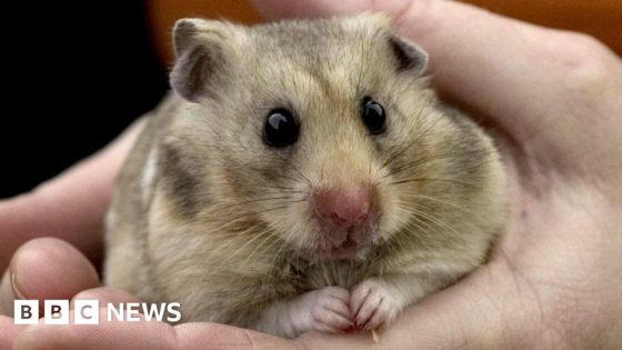 Owner quoted £500 to have hamster’s teeth removed – MASHAHER