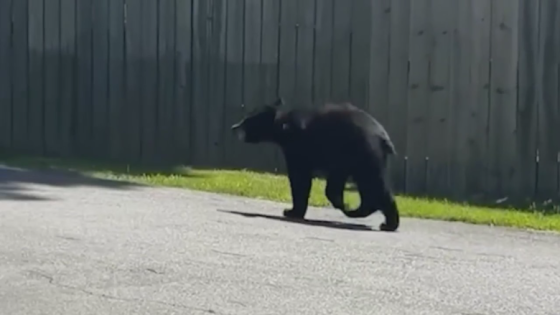 Bear wandering in Little Rock, woman recording video couldn’t believe her eyes – MASHAHER