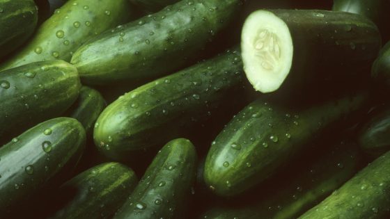 Cucumbers recalled in 14 states due to salmonella risk – MASHAHER