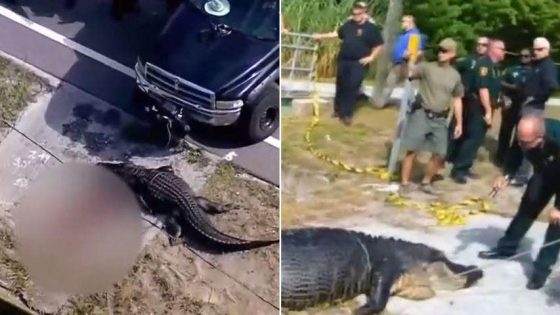 Newly released bodycam footage reveals aftermath of Florida alligator attack that left woman dead – MASHAHER