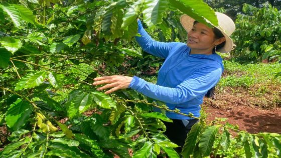 Some Vietnam coffee farms thrive despite drought, but may not stop espresso price hikes – MASHAHER