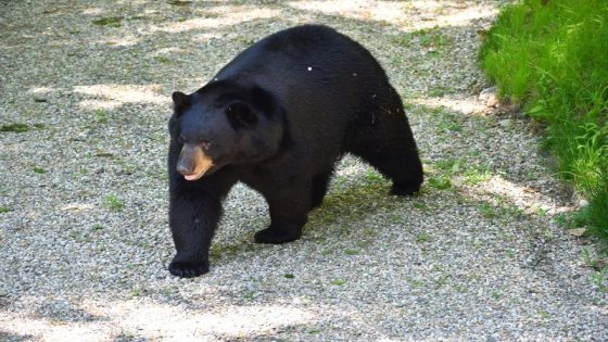 Bears on the move in Missouri; MDC says don’t feed them and take precautions when camping – MASHAHER