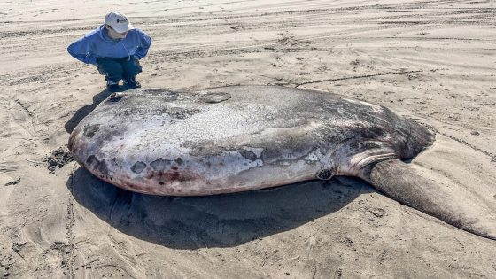 A giant ‘sunbathing’ fish that washed ashore in Oregon turned out to be an unexpected oddity – MASHAHER