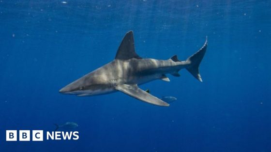 Florida man in critical condition after shark attack – MASHAHER