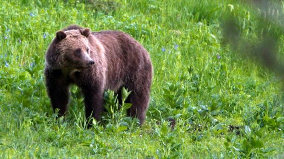 Mother bear juggles quintuplets in ‘extremely rare encounter’ at Yellowstone – MASHAHER