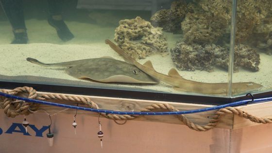 A pregnant stingray with no male companion now has a ‘reproductive disease,’ aquarium says – MASHAHER