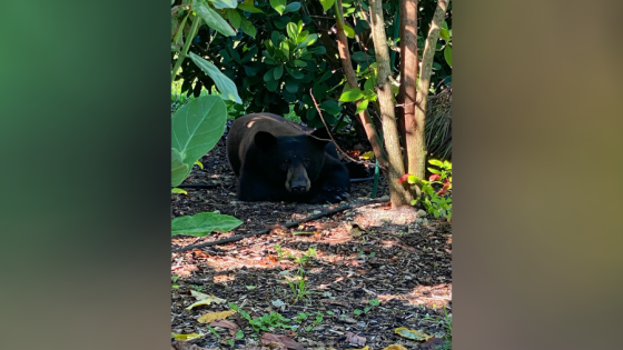 Florida residents warned to bring pets inside after bear spotted heading toward river – MASHAHER