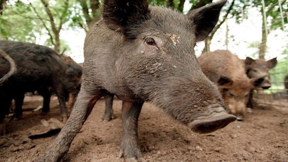 Where Canada’s ‘super pigs’ are most likely to invade the US — and potentially cause millions of dollars in damage – MASHAHER