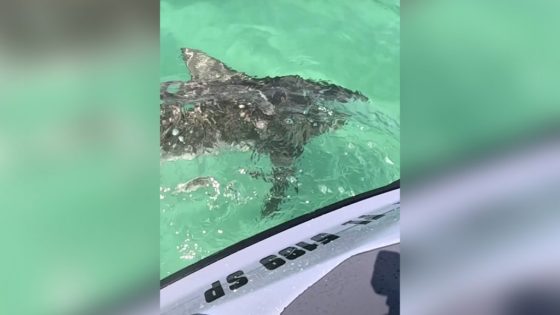 Aggressive Shark Repeatedly Rams Florida Man’s Jet Ski – MASHAHER