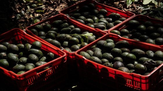 US Suspends Mexico Avocado Shipments Due to Inspector Incident – MASHAHER