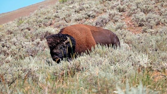 Bison gores 83-year-old woman in Yellowstone National Park – MASHAHER