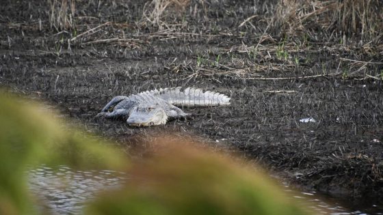 Alligator hit by car on US 501 in Myrtle Beach area. It’s 2nd wild animal hit in a week – MASHAHER