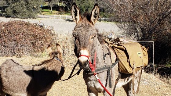 A pet donkey disappeared in California five years ago. He’s been spotted living with a herd of wild elk – MASHAHER