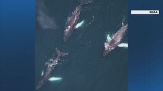 161 whales, including orca with tuna in its mouth, spotted off Mass. on the same day – MASHAHER