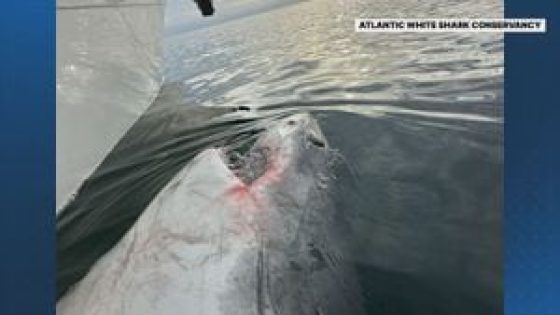 2,600-pound great white shark returns to Massachusetts after lengthy voyage – MASHAHER