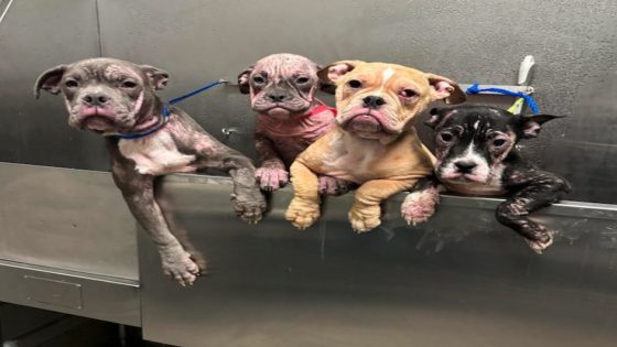 Las Vegas shelter seeks foster families for puppies abandoned on sidewalk – MASHAHER