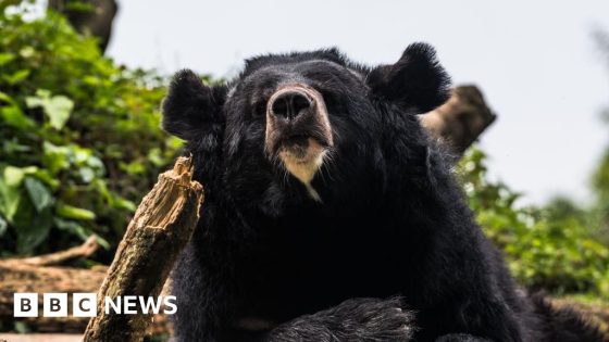 Man killed in suspected bear attack in central Japan – MASHAHER