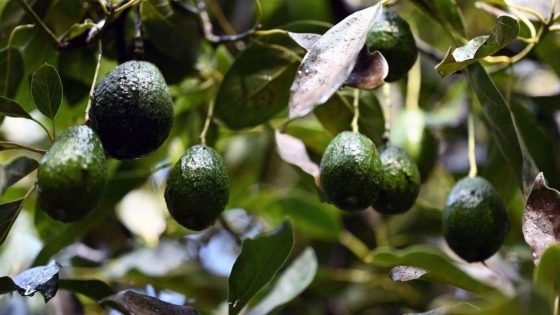 U.S. to resume avocado inspections in Mexican state that were halted by violence – MASHAHER