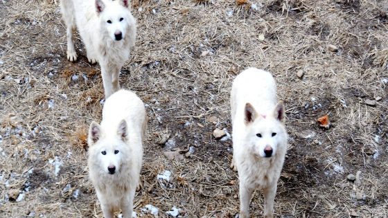 Wolves attack and seriously injure woman who went jogging in French zoo – MASHAHER