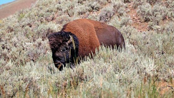 Bison gores 83-year-old woman in Yellowstone National Park – MASHAHER