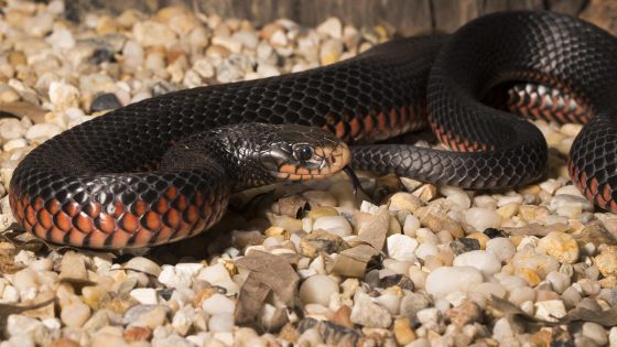 Venomous snake found lurking in child’s bed, blending in with her stuffed animals – MASHAHER