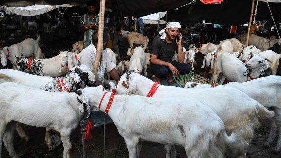 Thieves arrive in SUV, steal 16 goats from Uttar Pradesh dairy farm – MASHAHER