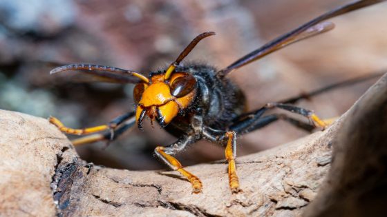 Asian hornets survive UK winter for first time amid spike in sightings – MASHAHER