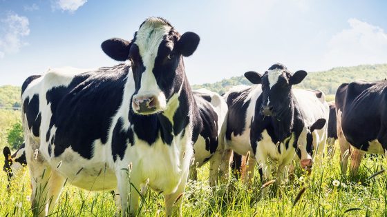 Mad cow charges kills dairy farmworker in New York: report – MASHAHER